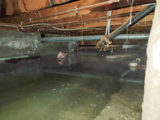 Best Water damage contractors near me  in Chipley, FL